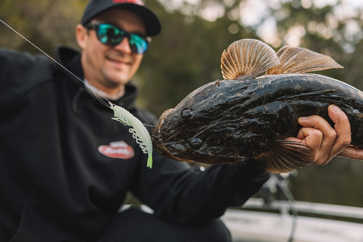 Berkley PowerBait CullShrimp with flathead catch
