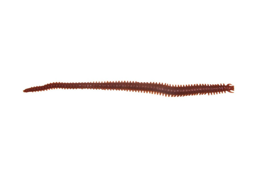 Berkley Gulp Sandworm 6 inch Soft Plastic Lures