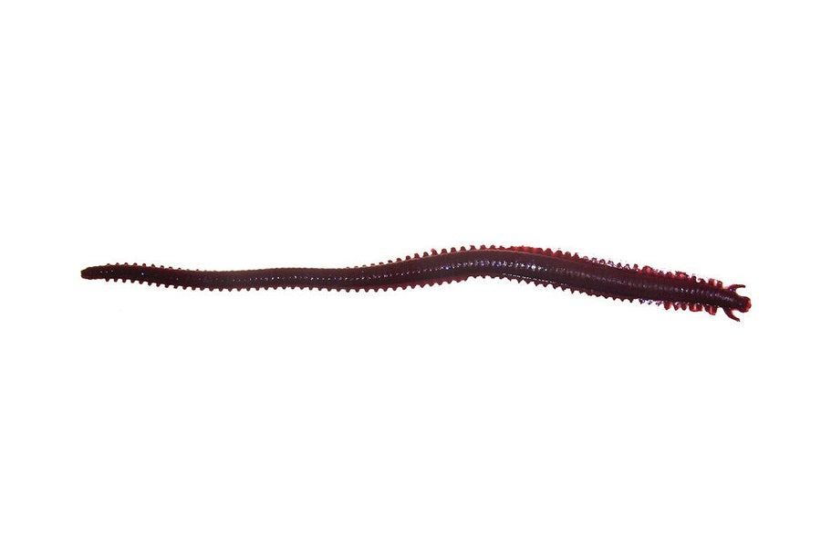 Berkley Gulp Sandworm 6 inch Soft Plastic Lures