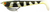 Zerek Flat Shad Pro 4.5 Inch Weedless Rigged Soft Plastic Lure