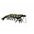 Chasebaits Flick Prawn 65mm Soft Plastic Lure