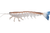 Irukandji Megaprawn Soft Plastic Lure 5in