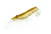 Chasebaits Curly Prawn Soft Plastic Lure 90mm