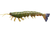 Irukandji Megaprawn Soft Plastic Lure 5in