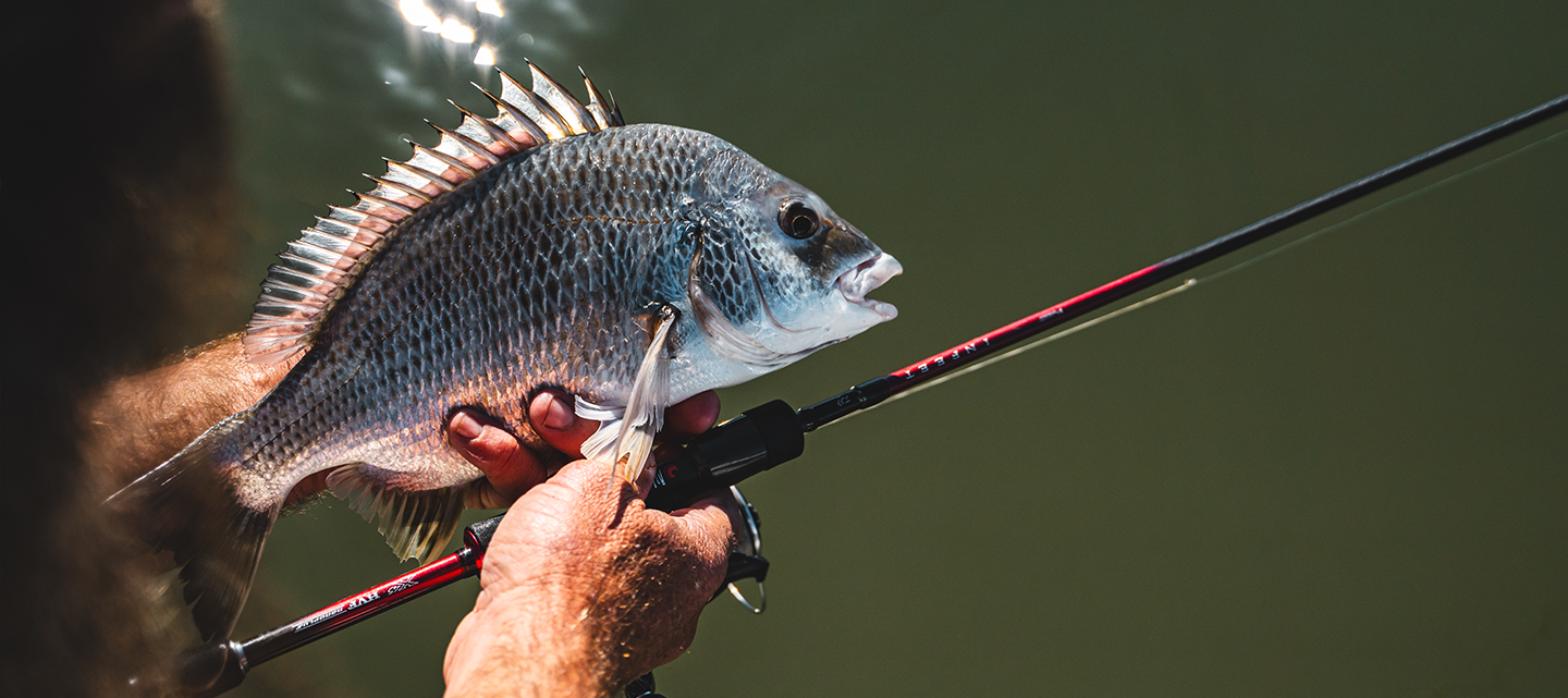 Bream caught on a Daiwa 26 Infeet SK spin rod