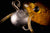Irukandji Iron Claw HD Jighead