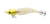 Daiwa Emereldas Amorous Squid Jig Lure 3.5
