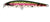 Lucky Craft Flash Minnow Hard Body Lure 65TR