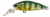 Lucky Craft Bevy Shad Tango Hard Body Lure 45SP