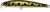 Lucky Craft Flash Minnow Hard Body Lure 65TR