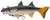 Panic Stations The Mullet Lure 5 inch