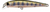 Lucky Craft Flash Minnow Hard Body Lure 65TR