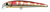 Lucky Craft Flash Minnow Hard Body Lure 65TR