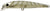 Lucky Craft Flash Minnow Hard Body Lure 65TR