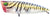 Palms Turn Pop 50 Surface Popper Lure