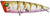 Palms Turn Pop 50 Surface Popper Lure