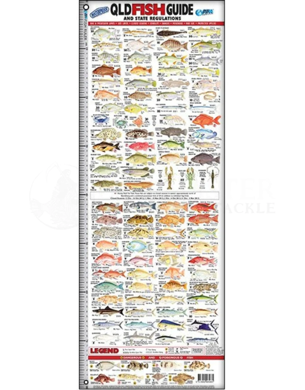 Qld Fish Measurements AFN Qld Fish ID Brag Matt Guide Ruler 80cm | Davo's Tackle Online