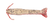 Berkley Gulp Shrimp 3 Inch Soft Plastic Lure