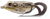 Live Target Frog Hollow Body Topwater Surface Walker Lure