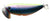 Lucky Craft Sammy Bug Surface Walker Lure