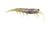 Pro Lure Prolure Clone Prawn Soft Plastic Lure 62mm