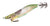 Shimano New Sephia Flash Boost Squid Jig Lure