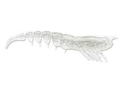 Storm 360GT Shrimp Unrigged Soft Plastic Lure