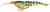 Zerek Live Cherabin 6 Inch Soft Plastic Lure