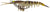 Zerek Live Cherabin 6 Inch Soft Plastic Lure