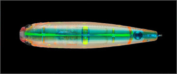 Imakatsu Dilemma 60mm Surface Fishing Lure