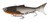 Samaki Vibelicious Thumpertail Lure 100mm